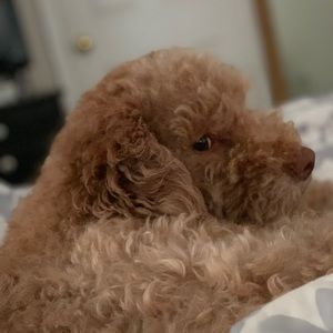 Meet your Posher, Noah